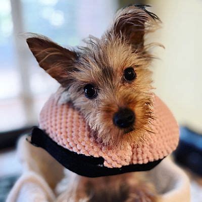 Oklahoma City, OK - Yorkie, Yorkshire Terrier. Meet Frankie a Pet for ...