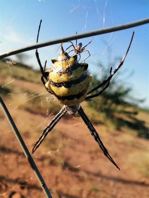 Male & Female Argiope australis in Lodwar , Kenya