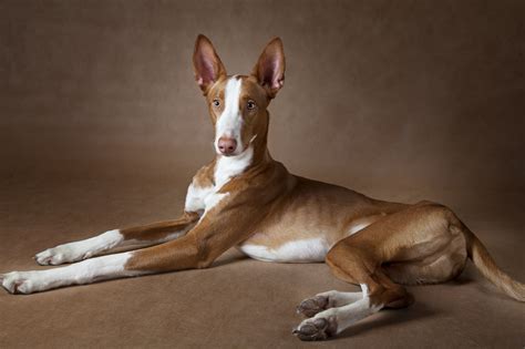 Podenco Ibicenco (Carácter, Nutrición, Cuidados)