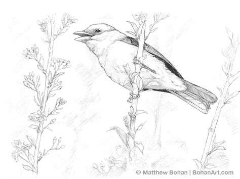 Bohan Art | Pencil sketch, Scarlet tanager, Bird art