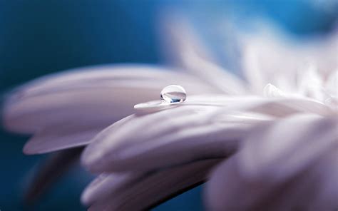 Water Drop Flower Wallpaper,HD Flowers Wallpapers,4k Wallpapers,Images,Backgrounds,Photos and ...