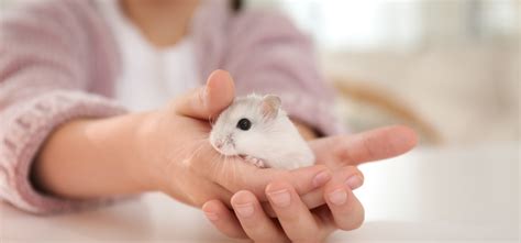 Leucistic Sugar Glider: A Unique Pet Experience | Own Your Pet