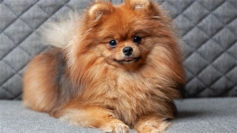 Pomeranian Full Grown Size