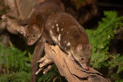 What Eats A Quoll? What Do Quolls Eat? | What Eats