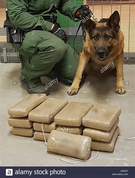 Border Patrol With Dog Stock Photos ... | Drug dog, Basic dog training, Dog stock photo