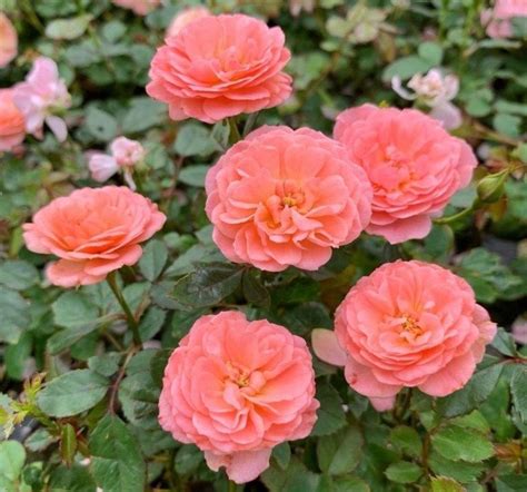 Top 10 Drift Roses Colors - SONG OF ROSES Ground Cover Roses, Front ...