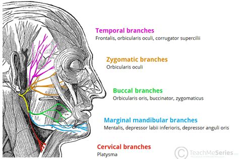 The Facial Nerve (CN VII) - Course - Functions - TeachMeAnatomy