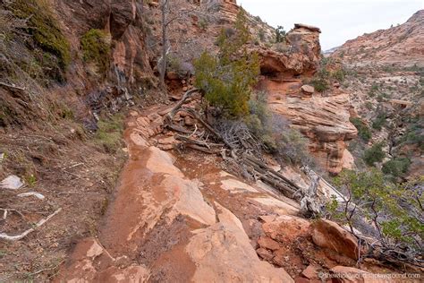 Ultimate Guide to Canyon Overlook Trail Zion National Park (2024) | The ...