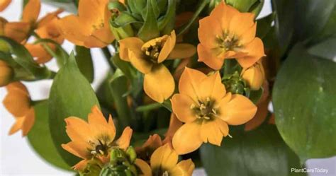 Orange Star Plant Care: Learning To Grow Ornithogalum Dubium