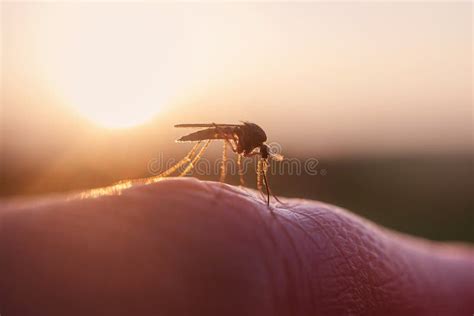 Mosquito Eats Blood on Human Skin. Stock Image - Image of infectious, concept: 183382573