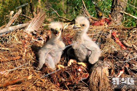 Young Eagle Chick in Nest, Stock Photo, Picture And Low Budget Royalty Free Image. Pic. ESY ...