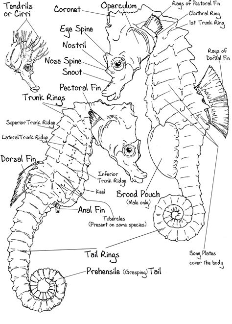 Getting to know seahorses underwater | The Seahorse Trust