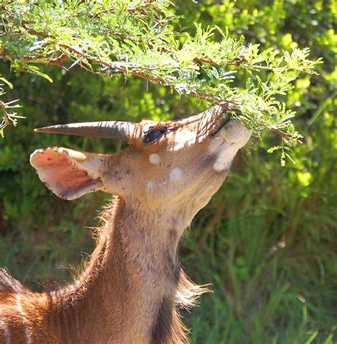 Impala eating | Taken on safari in the stunning Shamwari Gam… | Flickr