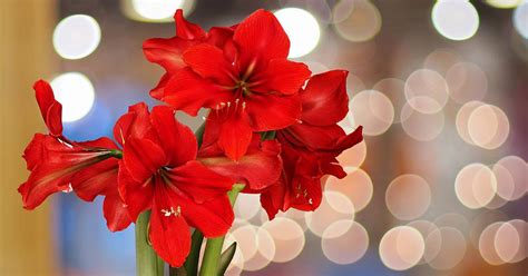 17 of the Best Amaryllis Varieties | Gardener’s Path