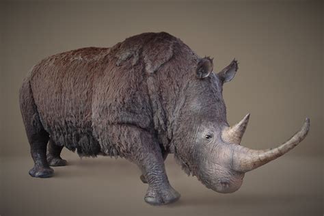 Woolly rhino life-size model/ 3D-model levensgroot wolharige neushoorn