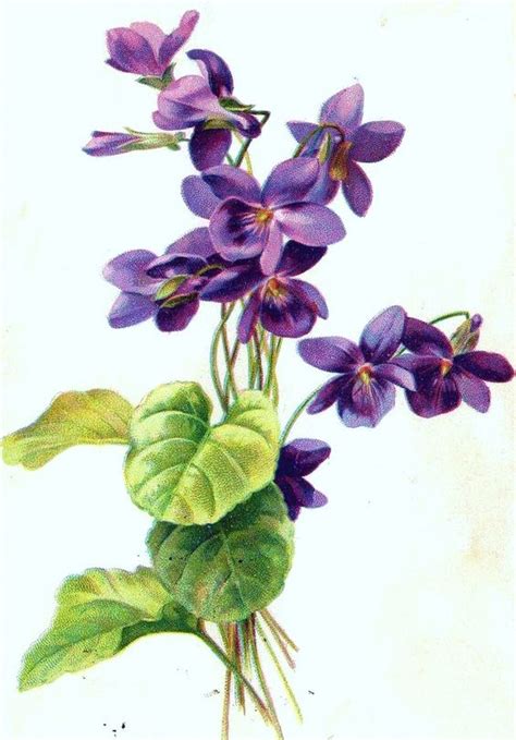 Violets | Flower painting, Flower drawing, Botanical drawings