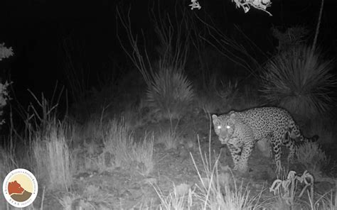 Jaguar spotting at U.S.-Mexico border surprises Arizona researchers