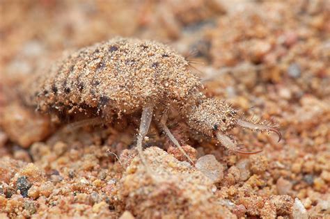 Antlion Larva Photograph by Melvyn Yeo/science Photo Library - Fine Art ...