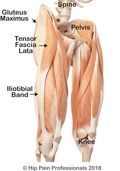 The Hip Abductor Muscles, Trochanteric Bursa and Lateral (Outside) Hip Pain