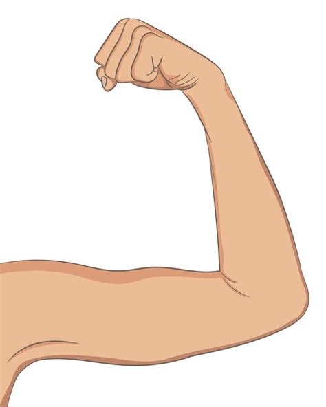 Female well toned biceps. Bent arm showing progress after fitnes 3716534 Vector Art at Vecteezy