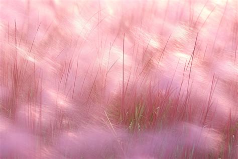 Pink Grass On A Field Background, Autumn, Gyeonggi Do, Flower ...