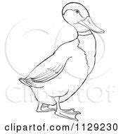 Cartoon Clipart Of An Outlined Drake Mallard Duck Black And White Vector Coloring Page | Cartoon ...