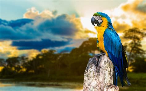 Macaw Parrot Wallpaper (67+ images)