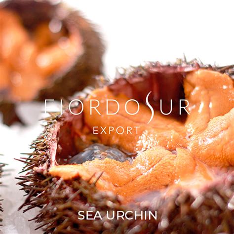 SEA URCHIN – FIORDOSUR