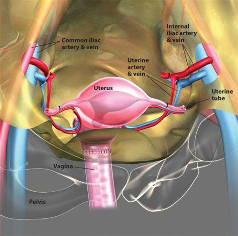 First Uterus Transplant in U.S. | The Scientist Magazine®