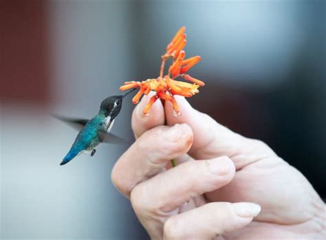 14 Miniscule Bee Hummingbird Facts - Fact Animal