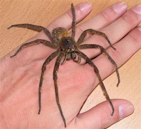 Huntsman Spider Banana Spider Puerto Rico