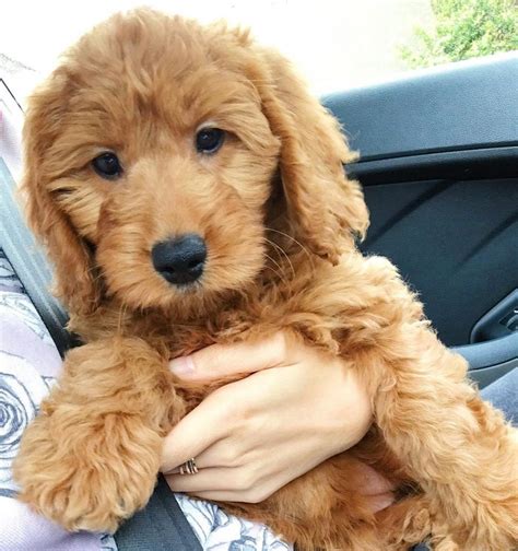 Best Mini Goldendoodle Generation: F1, F1B, F2, F2B, F3 12 | Mini ...