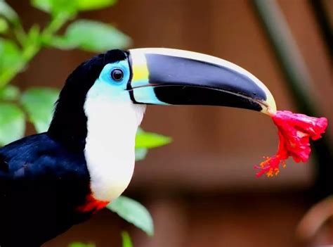 Birds in the Amazon Rainforest | Delfin Amazon Cruises