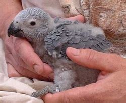 Breeding - The world of African Greys