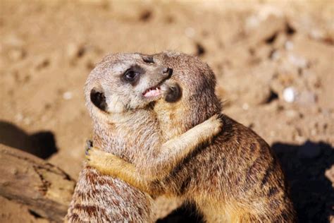 Meerkat Family stock image. Image of themes, mammal, young - 4483851