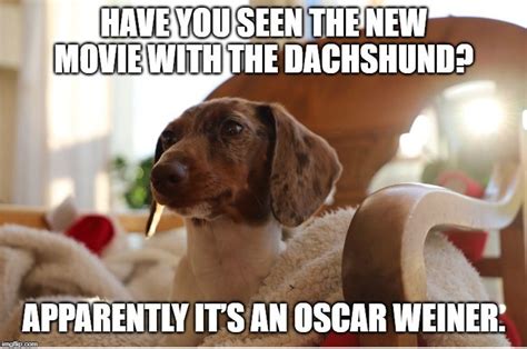 Dachshund meme | Dachshund memes, Dachshund, Dachshund dog