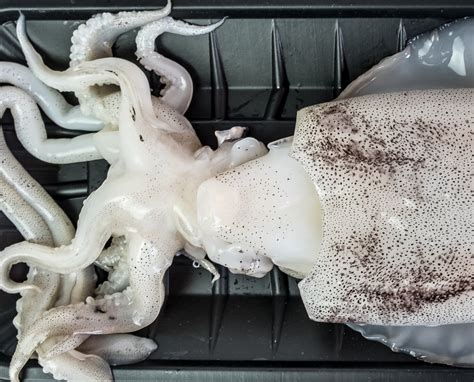 Is squid protein the answer to the plastic waste problem? - Verdict