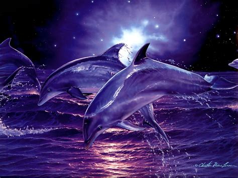 🔥 [100+] Free 3D Dolphin Wallpapers | WallpaperSafari