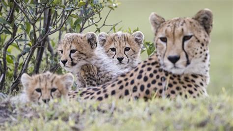 Mischievous cheetah cubs are a handful! - CGTN