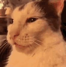 Cat Sticking Tongue Out Gif GIFs | Tenor