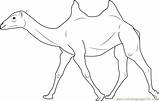 Two Humped Bactrian Camel Coloring Page  Free Pages sketch template