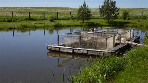 Fish Farm in the Pond. Aquaculture in the Open Air Stock Photo - Image of natural, open: 187151420