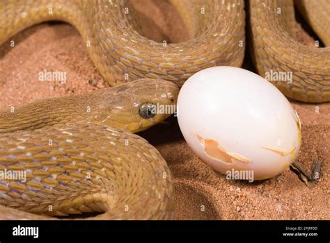 African Egg-eater Snake, Other animals, Reptiles, Snakes, Animals ...