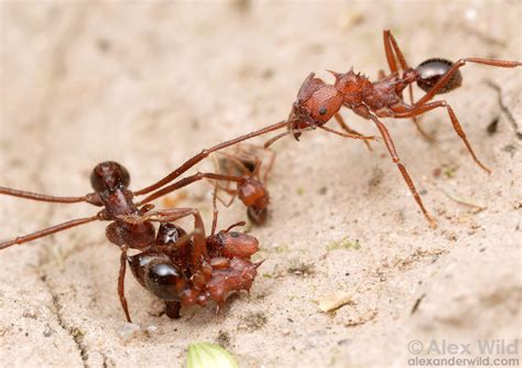 Ants Fighting - Alex Wild Photography