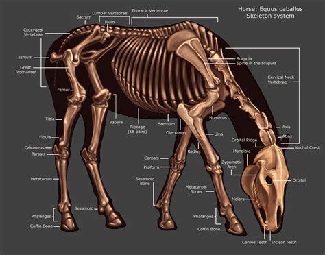 the skeletal skeleton of a horse is shown in this image, with labels on it