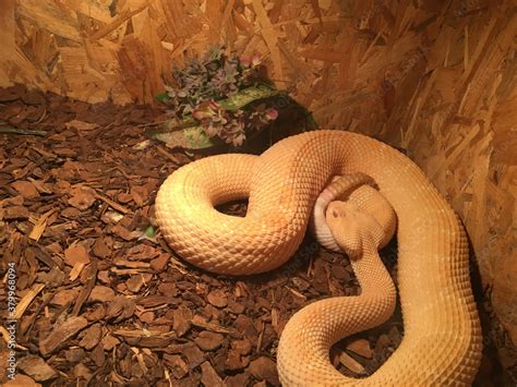 snake in terrarium Stock Photo | Adobe Stock