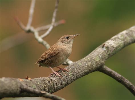 Beginning Birding-The View Through My Binoculars: House Wren Nesting