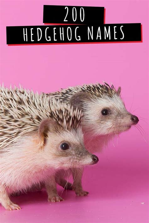 Hedgehog Names-200 Amazing Ideas For Naming Your Prickly Pal | Good Mood