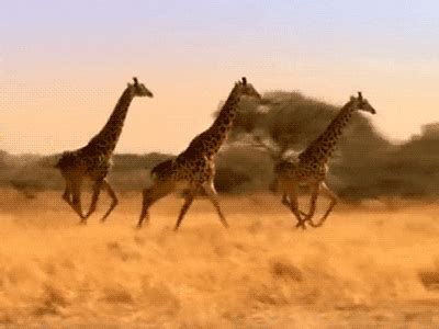 Giraffe GIF - Find & Share on GIPHY