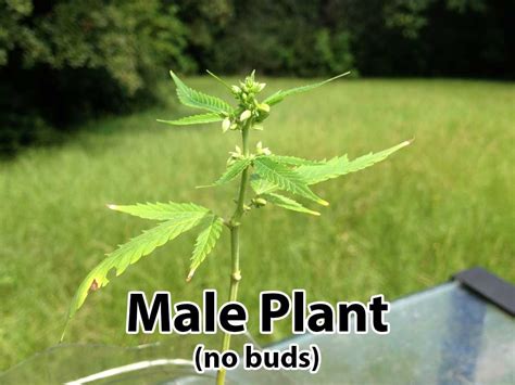 Male vs Female Cannabis Plants | Grow Weed Easy